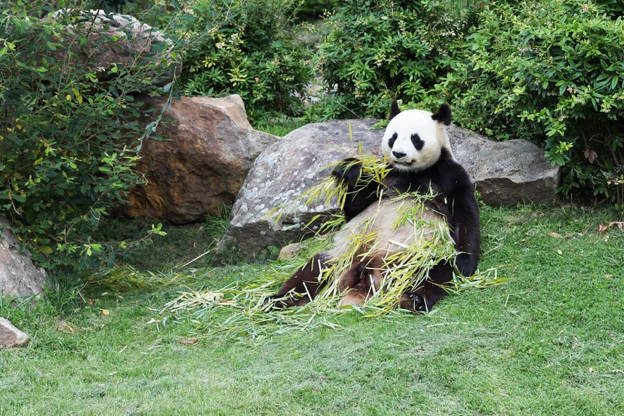 Giant panda mascot and gifts