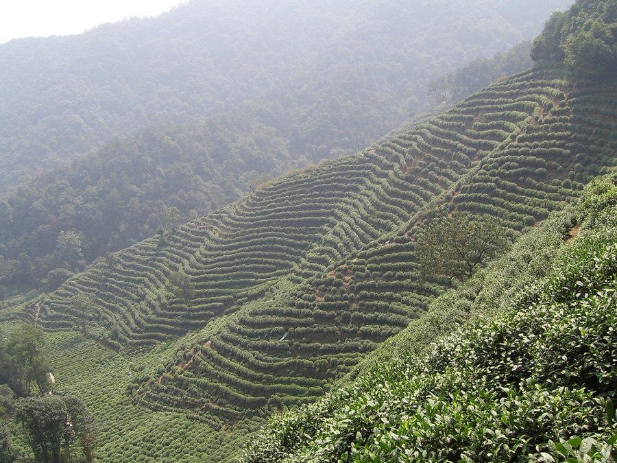 Longjing tea plantation in Hangzhou